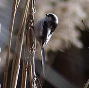 Long-tailed Tit