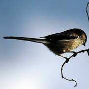 Long-tailed Tit