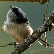 Long-tailed Tit