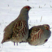 Grey Partridge