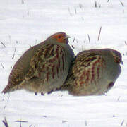 Grey Partridge