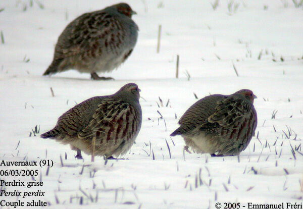 Grey Partridge