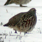 Grey Partridge