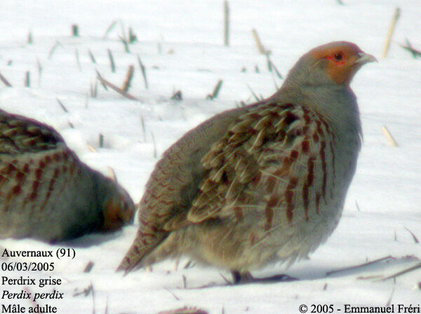 Grey Partridge