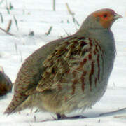 Grey Partridge