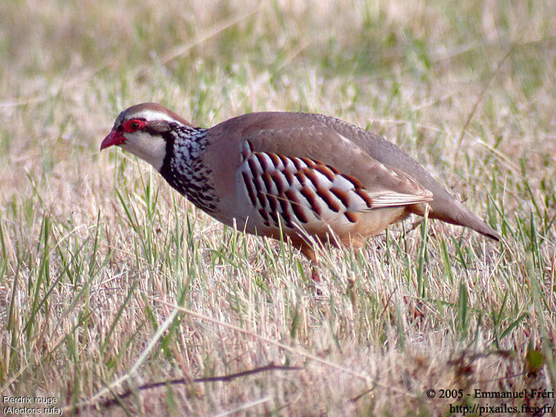 Red-legged Partridge