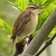 Sedge Warbler