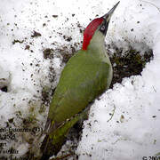 European Green Woodpecker