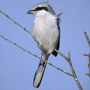 Great Grey Shrike