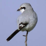 Great Grey Shrike