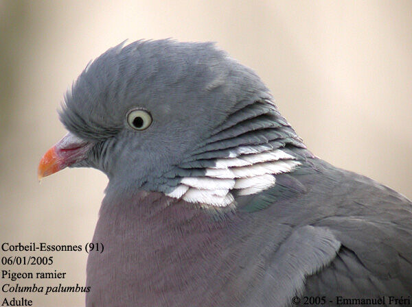 Common Wood Pigeon