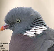 Common Wood Pigeon