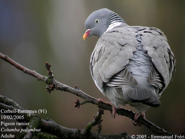 Common Wood Pigeon