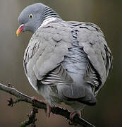 Common Wood Pigeon