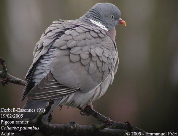 Common Wood Pigeon