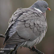 Common Wood Pigeon