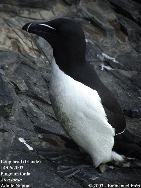 Pingouin torda