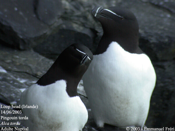 Razorbill