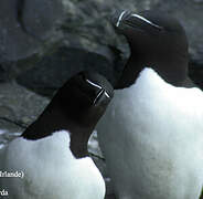 Razorbill