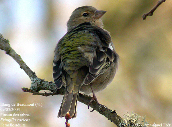 Eurasian Chaffinch