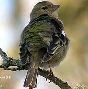 Common Chaffinch