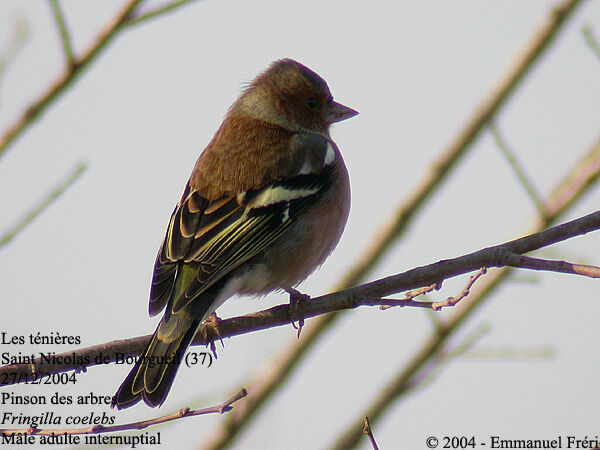 Eurasian Chaffinch