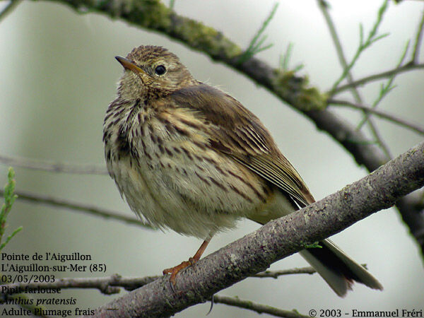 Pipit farlouse