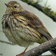 Pipit farlouse