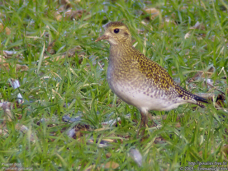 European Golden Plover