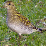 European Golden Plover