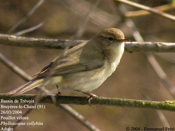 Common Chiffchaff