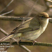 Common Chiffchaff