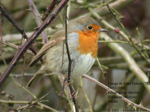 European Robin