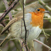 European Robin