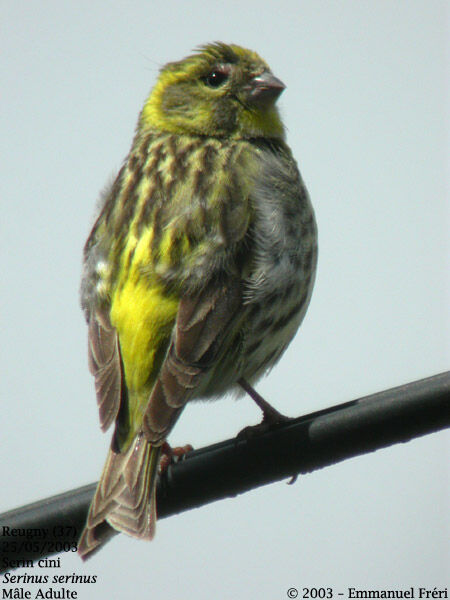 European Serin