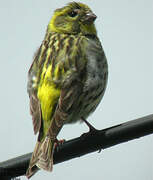 European Serin