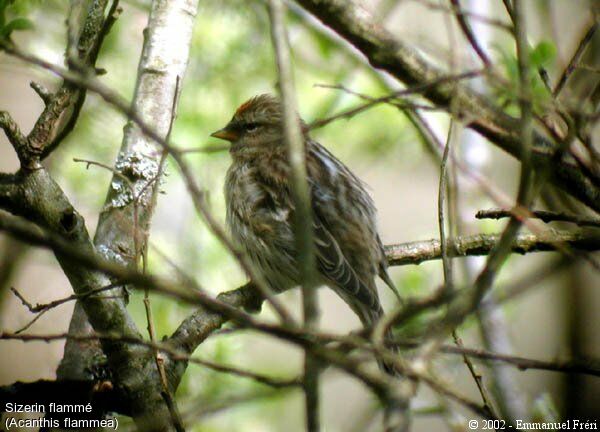 Common Redpoll