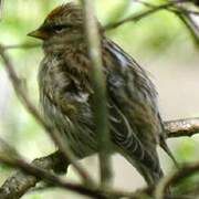 Common Redpoll