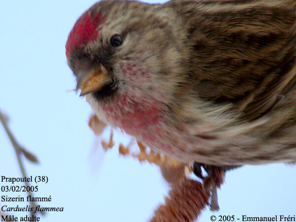 Common Redpoll