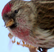 Common Redpoll