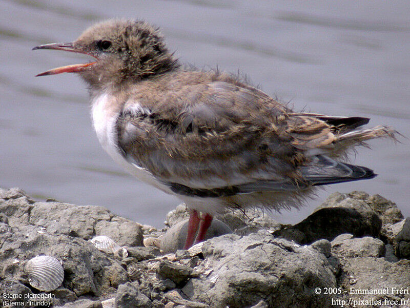 Common Tern