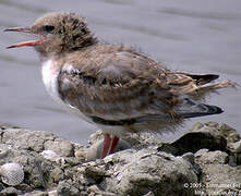 Common Tern