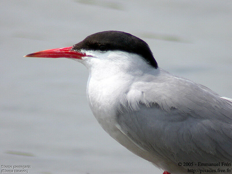 Common Tern