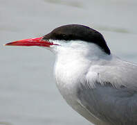 Common Tern