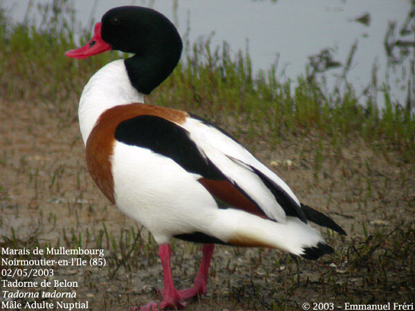 Common Shelduck