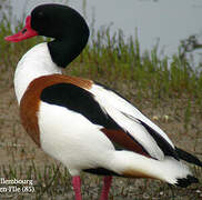 Common Shelduck