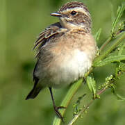 Whinchat