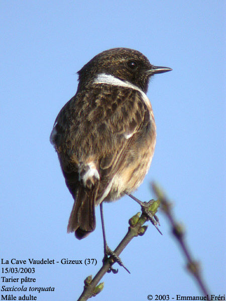 European Stonechat