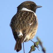 European Stonechat