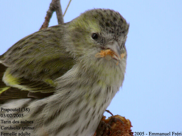 Eurasian Siskin